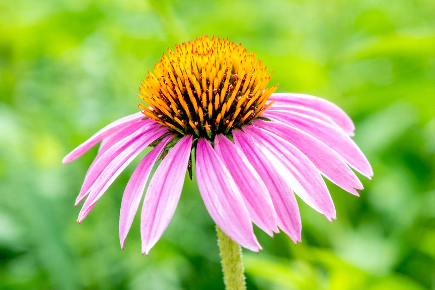 Echinacea flowering